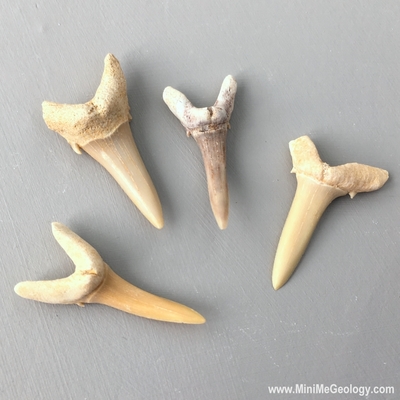Shark Teeth Fossils – Mini Me Geology