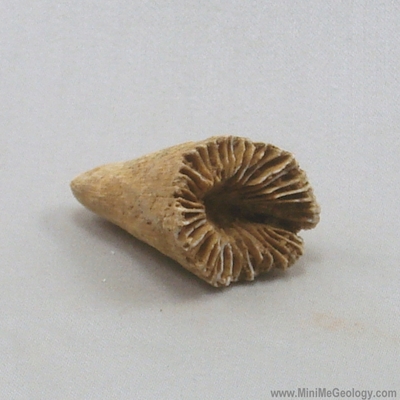 Horn Coral - Zaphrentis Species – Mini Me Geology