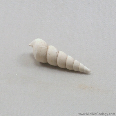 Gastropod Snail Fossil - Turritella Plebia – Mini Me Geology