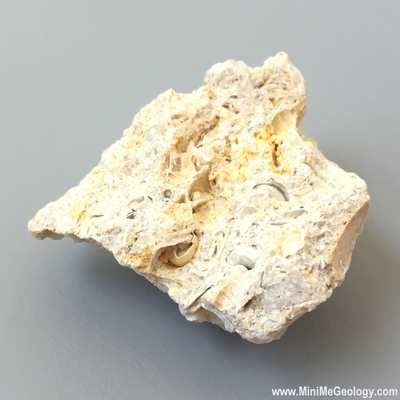 Fossiliferous Limestone Sedimentary Rock - Mini Me Geology