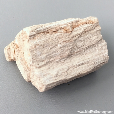 Petrified Wood – Mini Me Geology