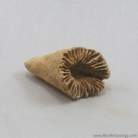 Image Horn Coral - Zaphrentis Species Fossil