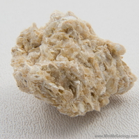 Image Coquina Sedimentary Rock